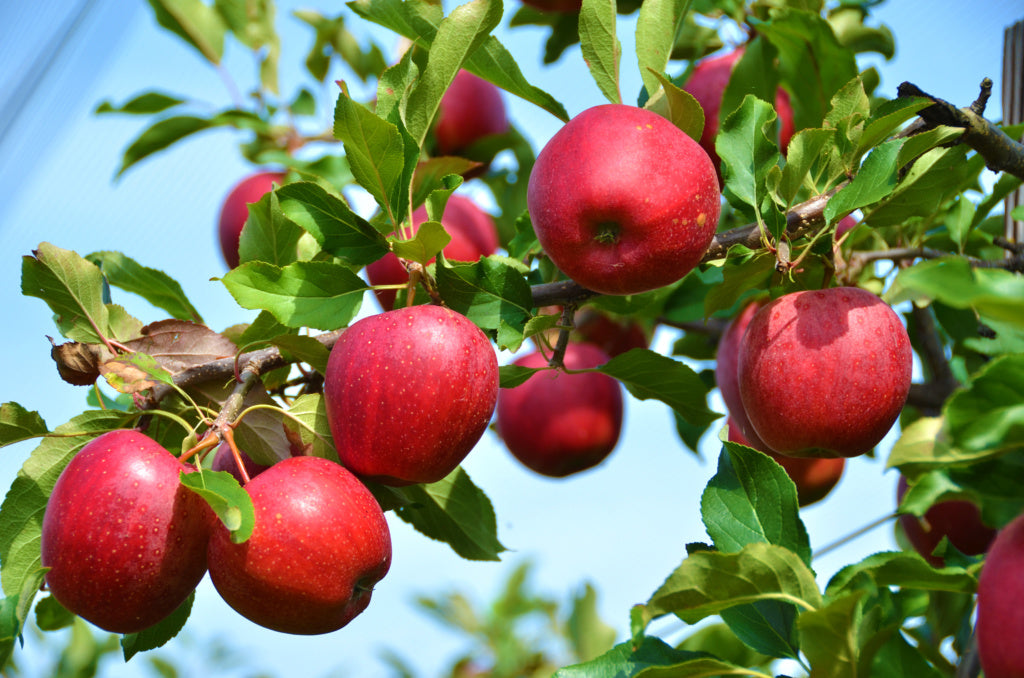 Apple Trees
