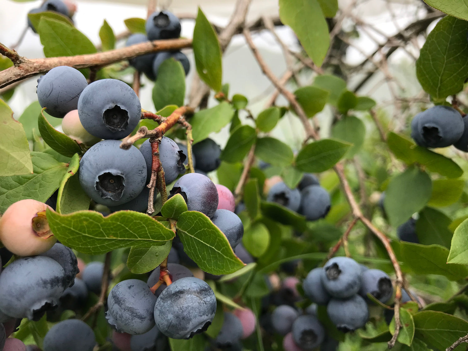 Blueberry Bushes