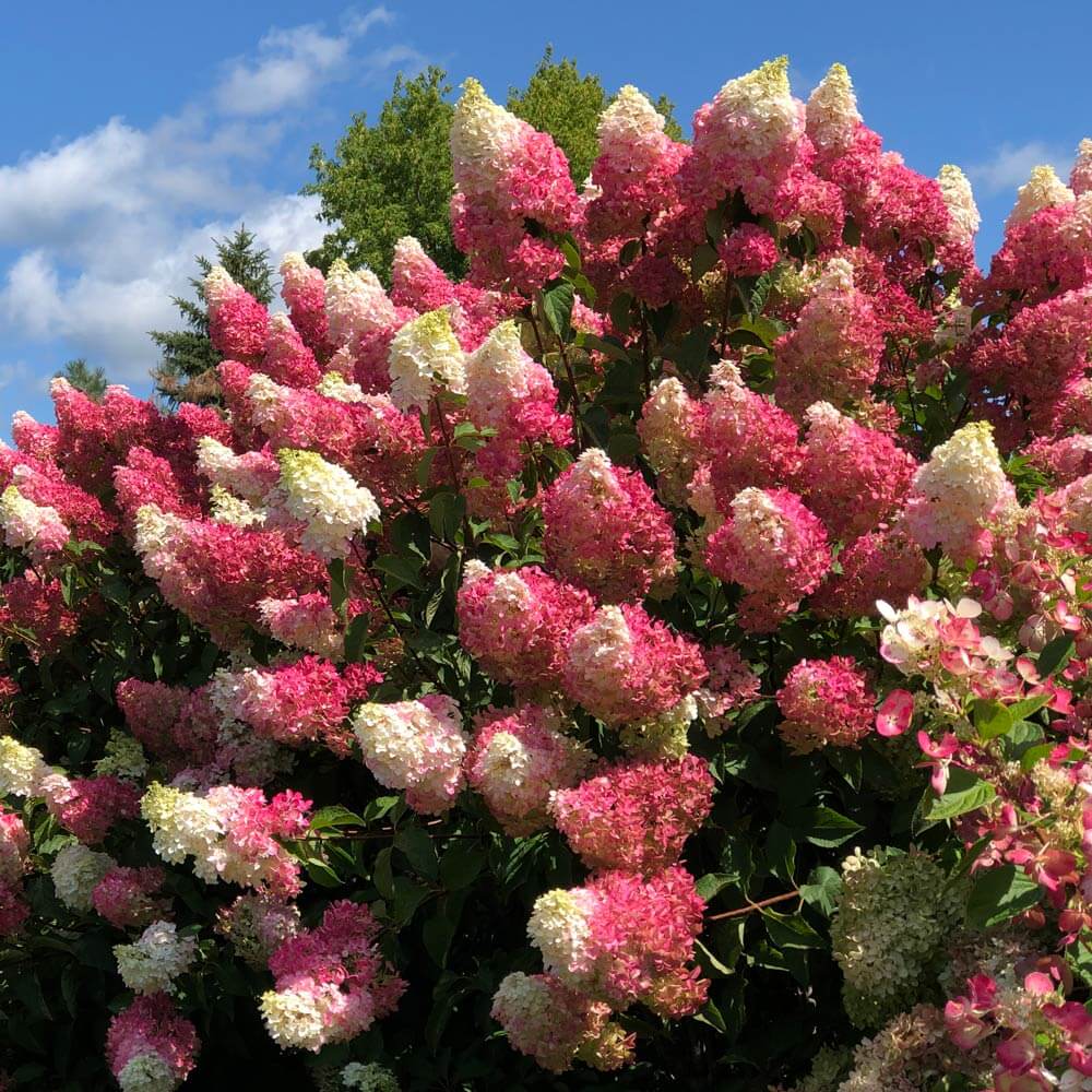 Vanilla Strawberry Hydrangea 2 ft clump