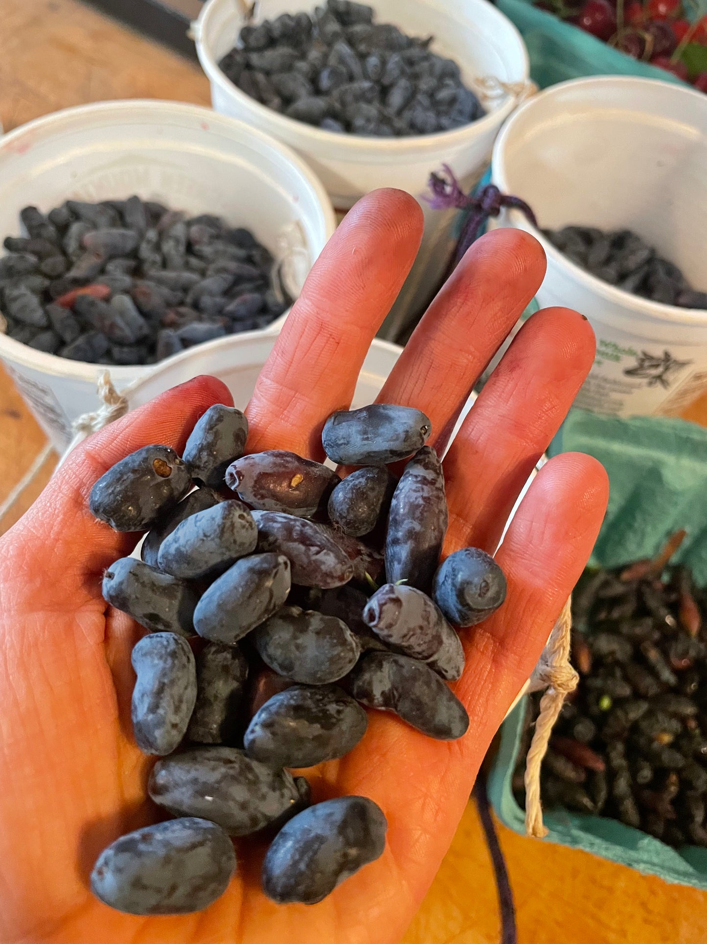 Boreal Beauty Honeyberry