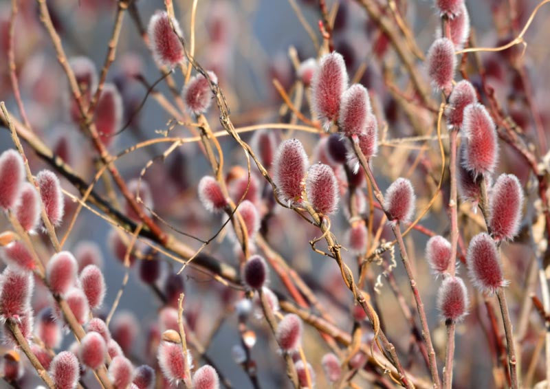 Pussy Willow 2-3 ft – East Hill Tree Farm
