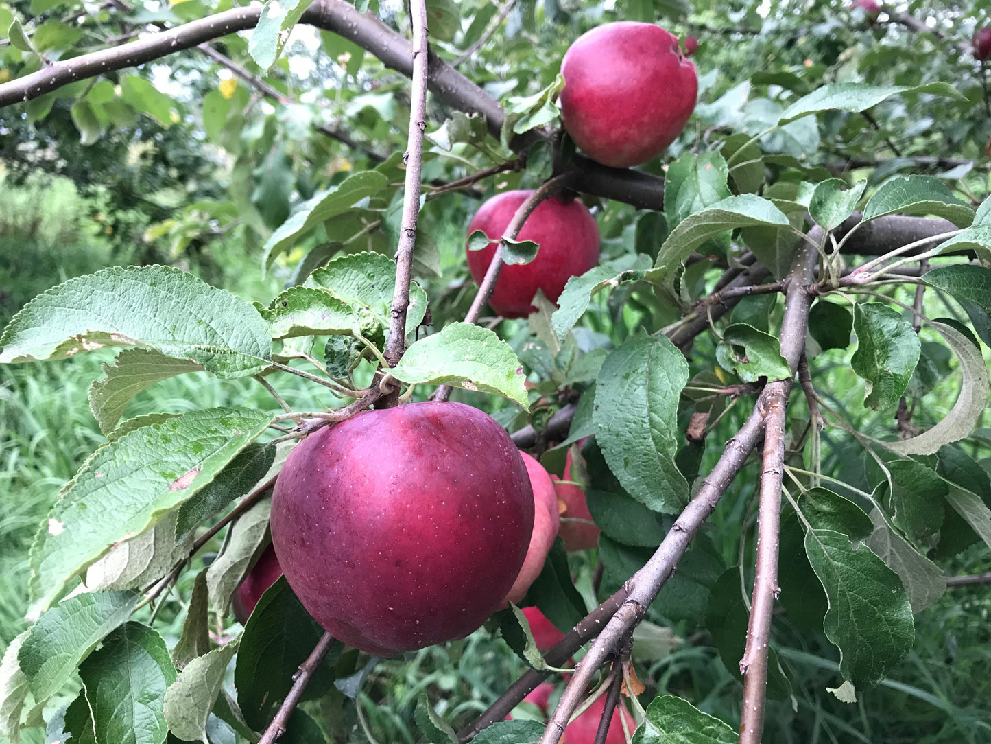 Cabot Russet Apple 3-5 ft branched tree
