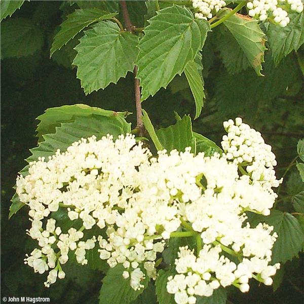 arrowwood viburnum hedge