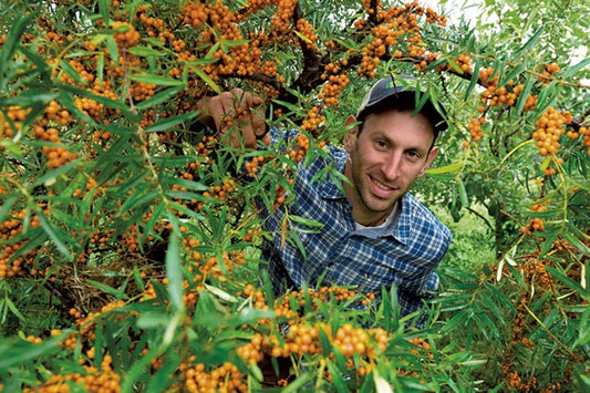 Seaberry 12-in shrub