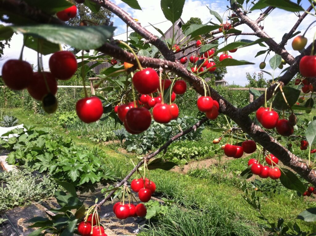 are cherry trees worth money Montmorency Cherry 4-6 ft branched tree – East Hill Tree Farm