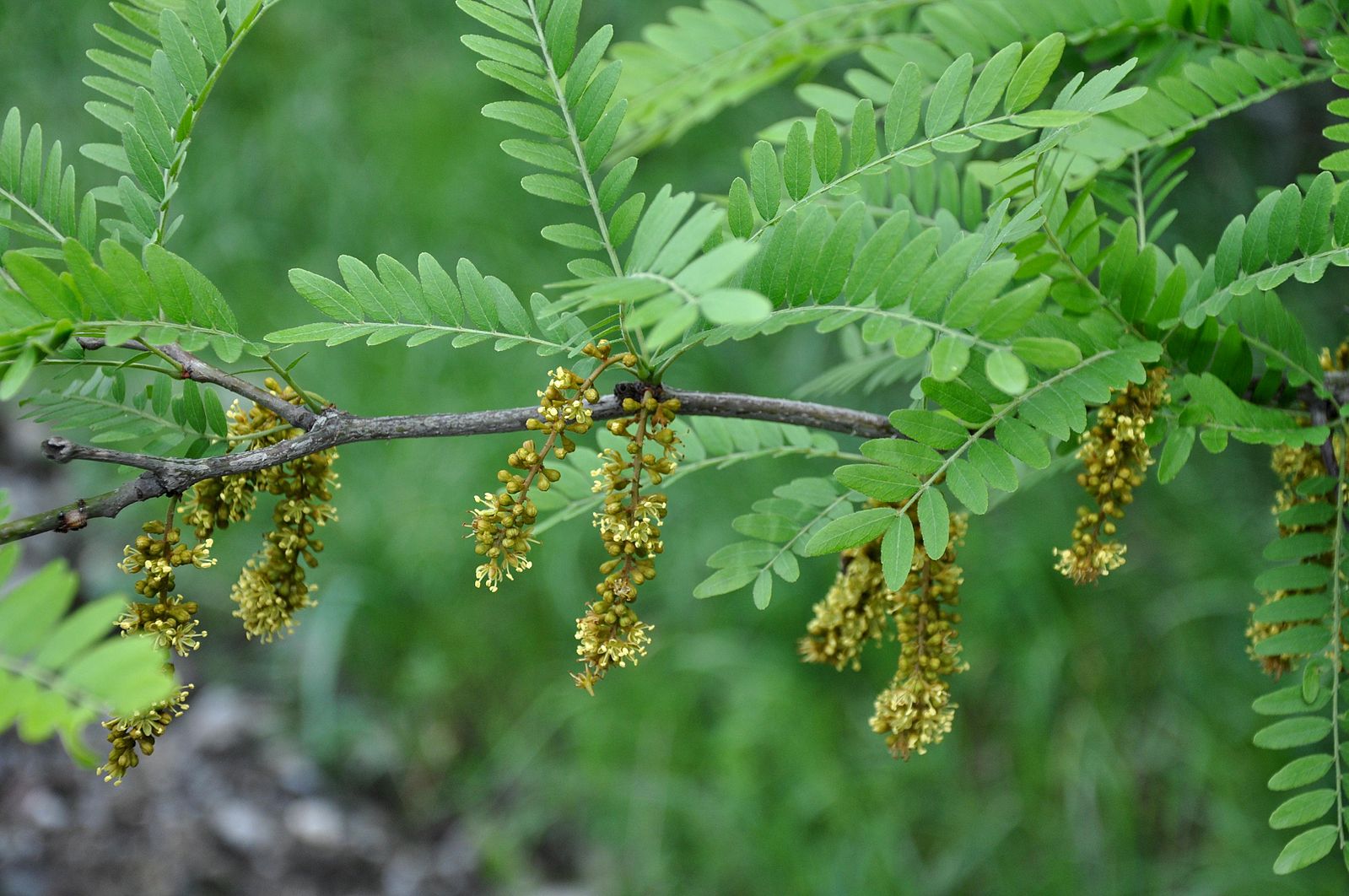 planting honey locust seeds Honey Locust – East Hill Tree Farm