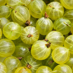 Hinnomaki Yellow Gooseberry 2-yr rooted cutting