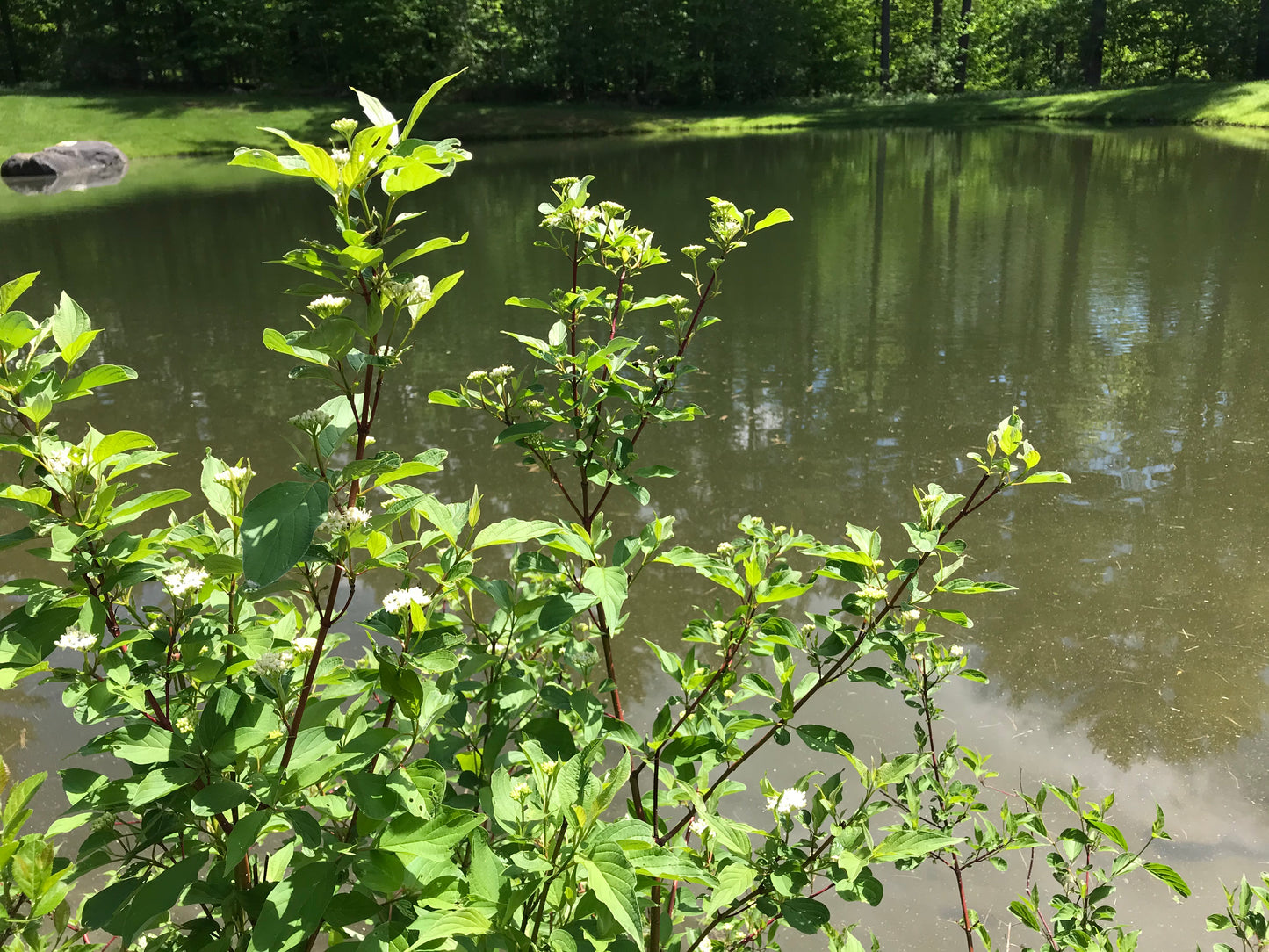 Red Twig Dogwood 3-4 ft