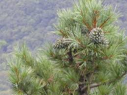Korean Nut Pine 1 ft