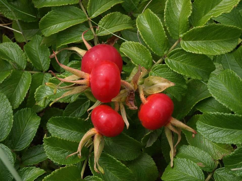 Rosa Rugosa