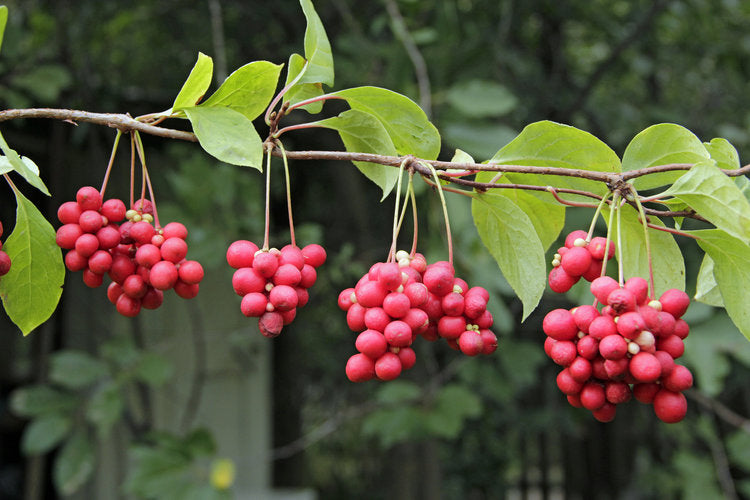 Schisandra