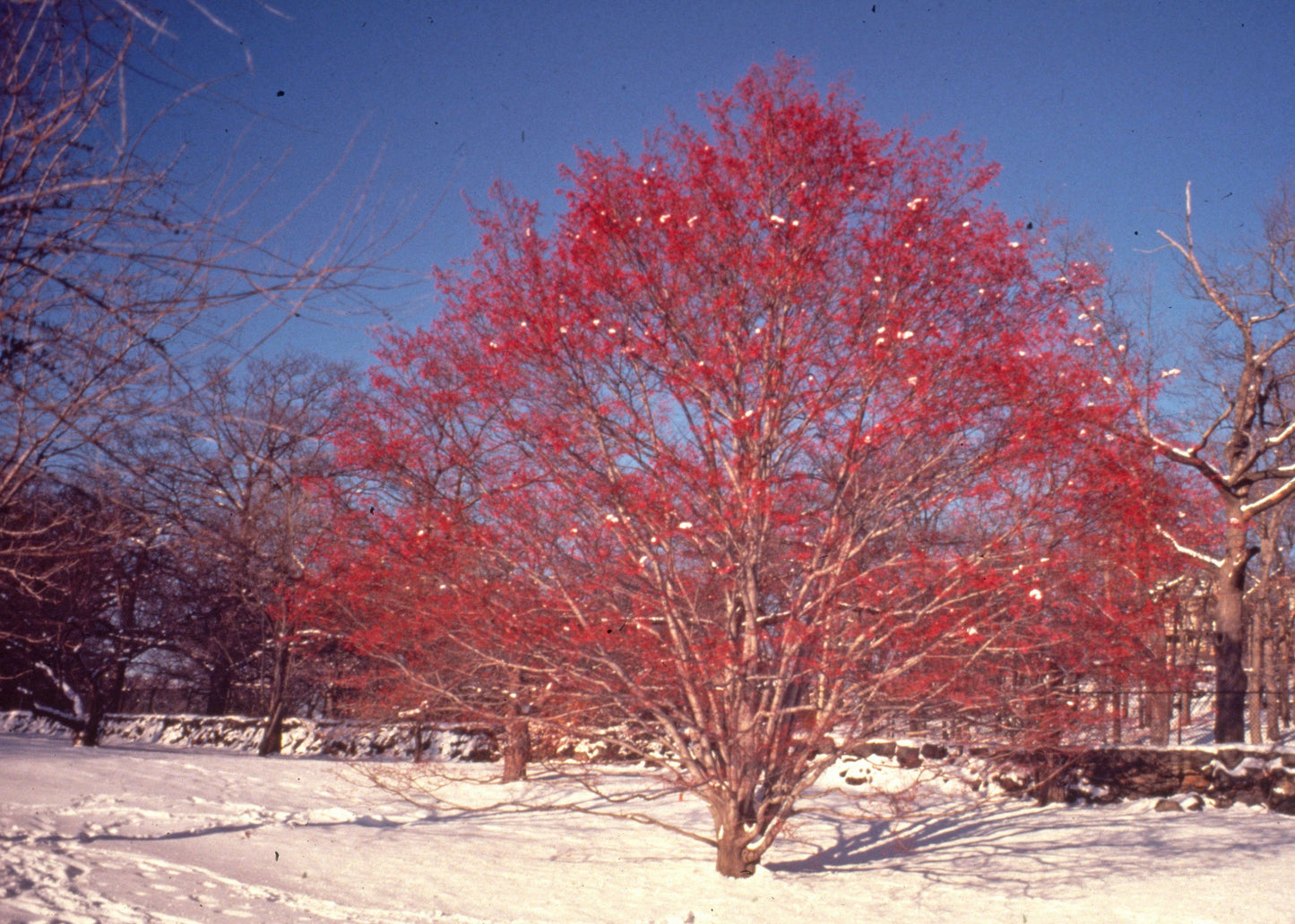 Korean Mountain Ash 5-ft branched tree