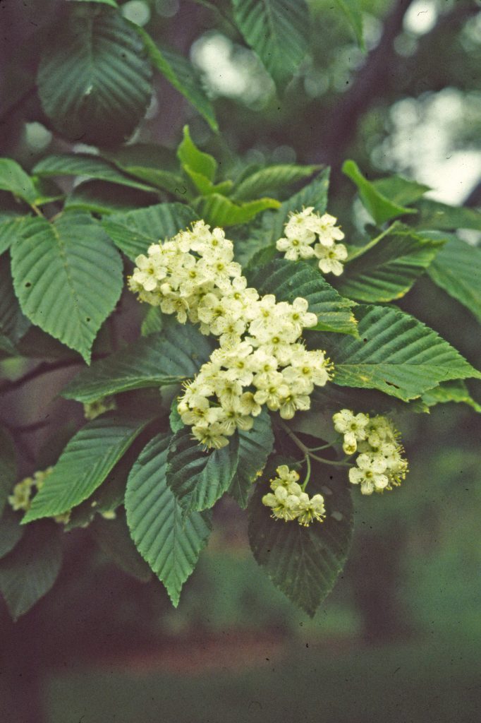 Korean Mountain Ash 5-ft branched tree