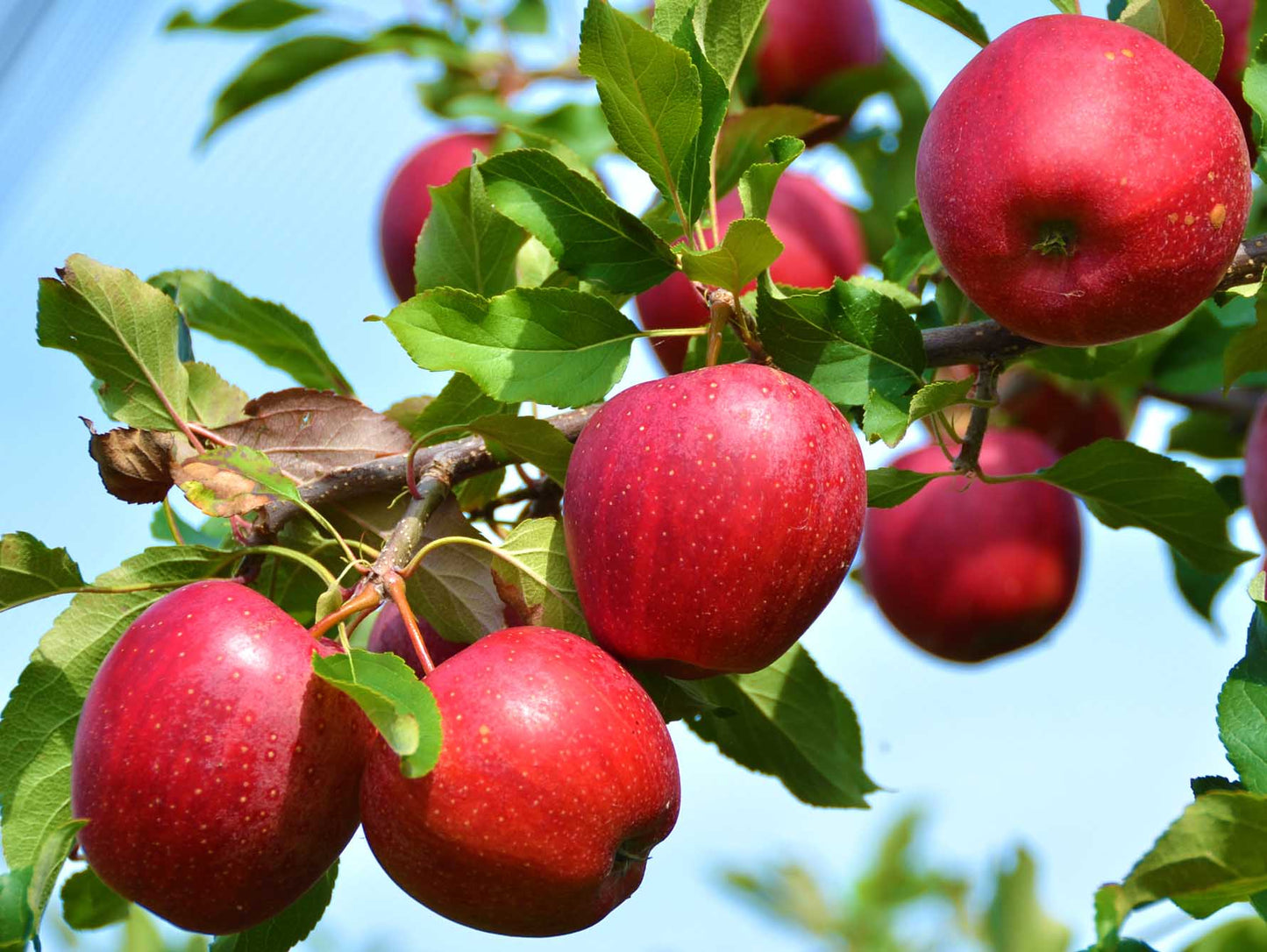Macoun Apple 3-5 ft branched tree