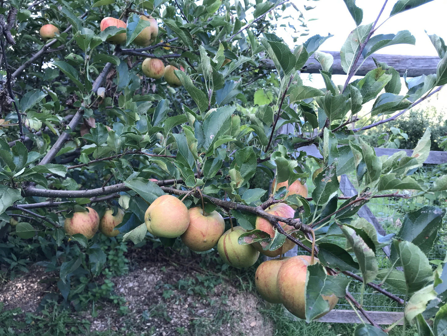 Golden Russet Apple 3-5 ft branched tree