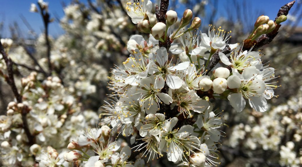 Beach Plum 2 ft clump