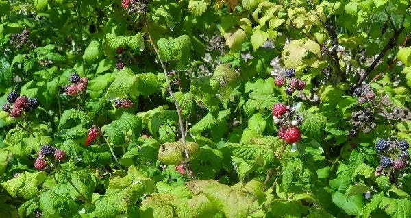 Bristol Black Raspberry