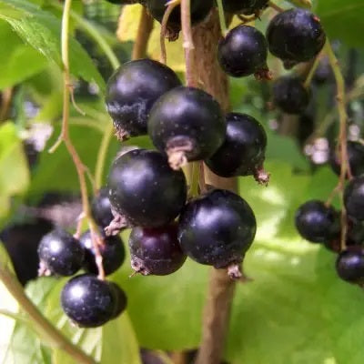 Titania Black Currant 2-yr rooted cutting