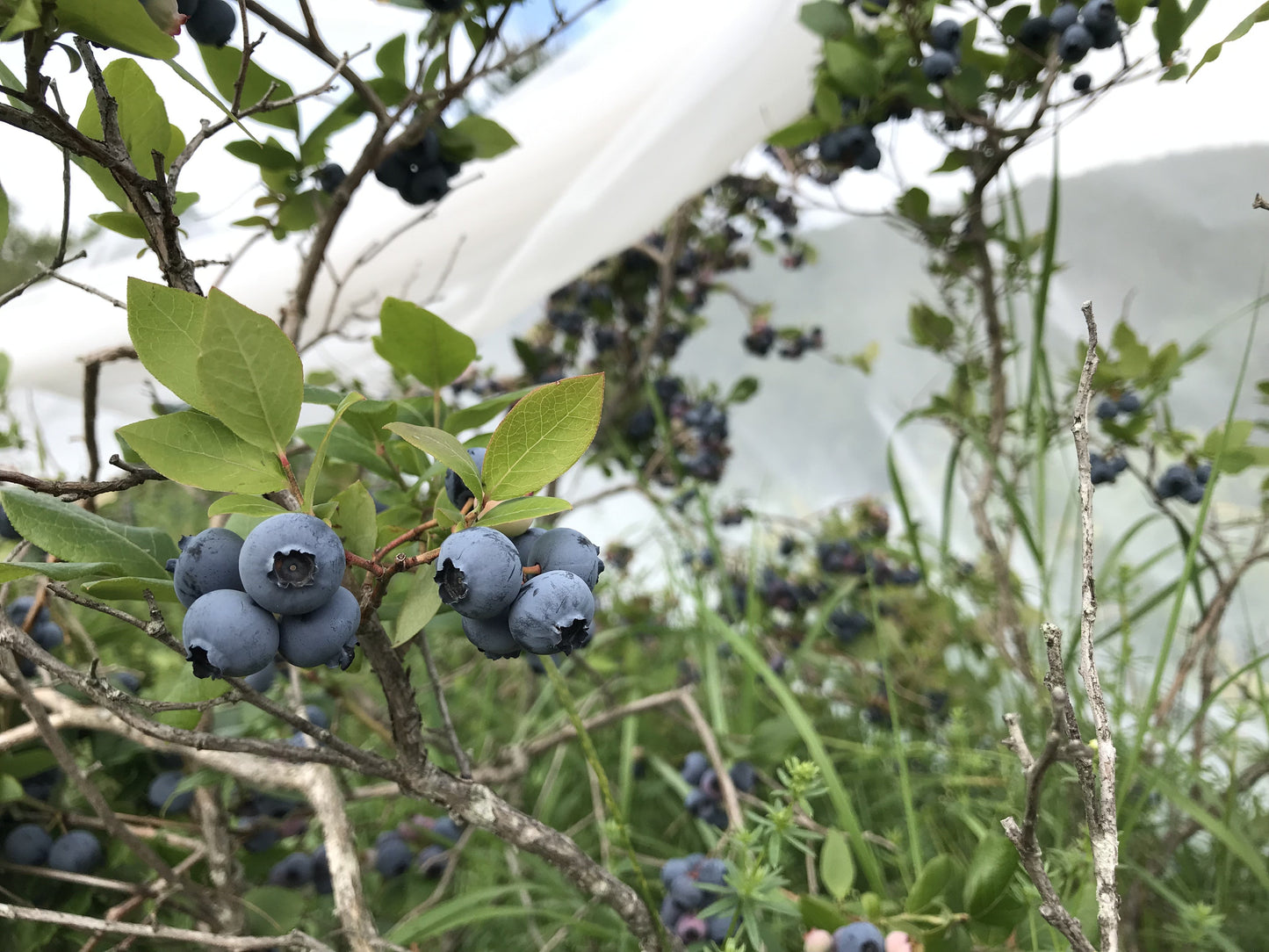 Bluecrop blueberry