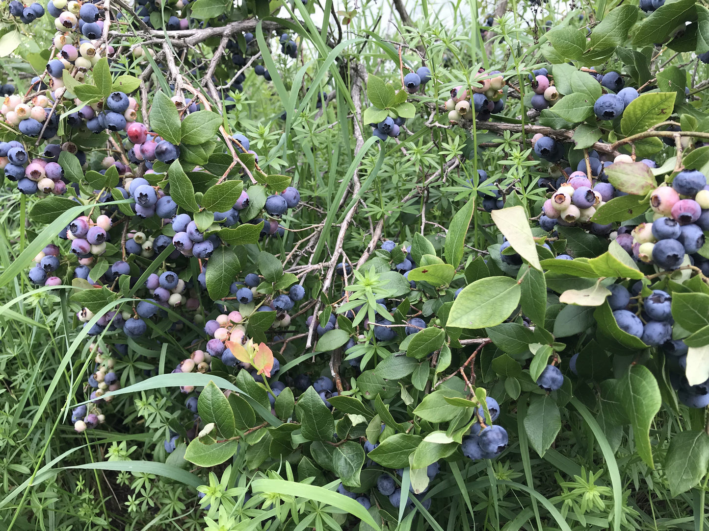 Jersey Blueberry