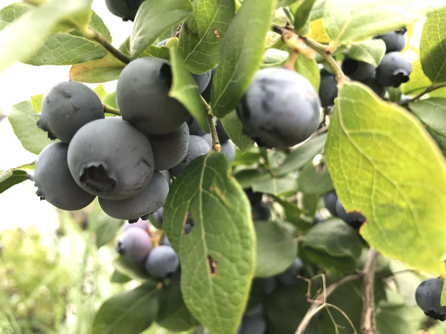 Jersey Blueberry
