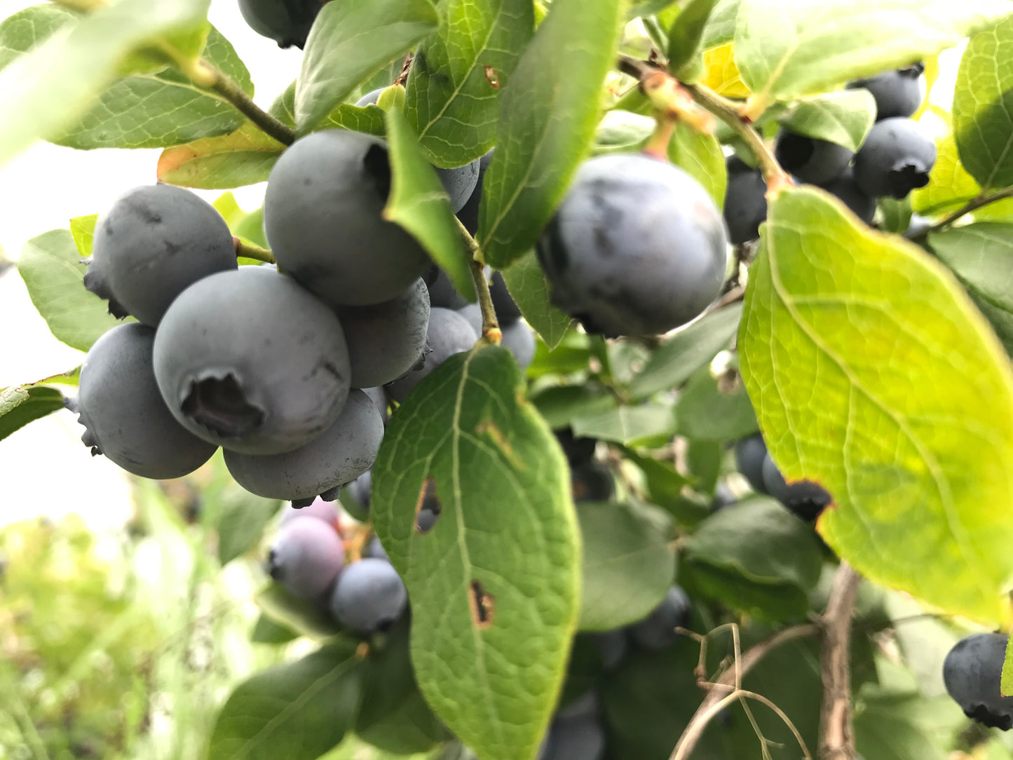 Blueberry Variety Pack