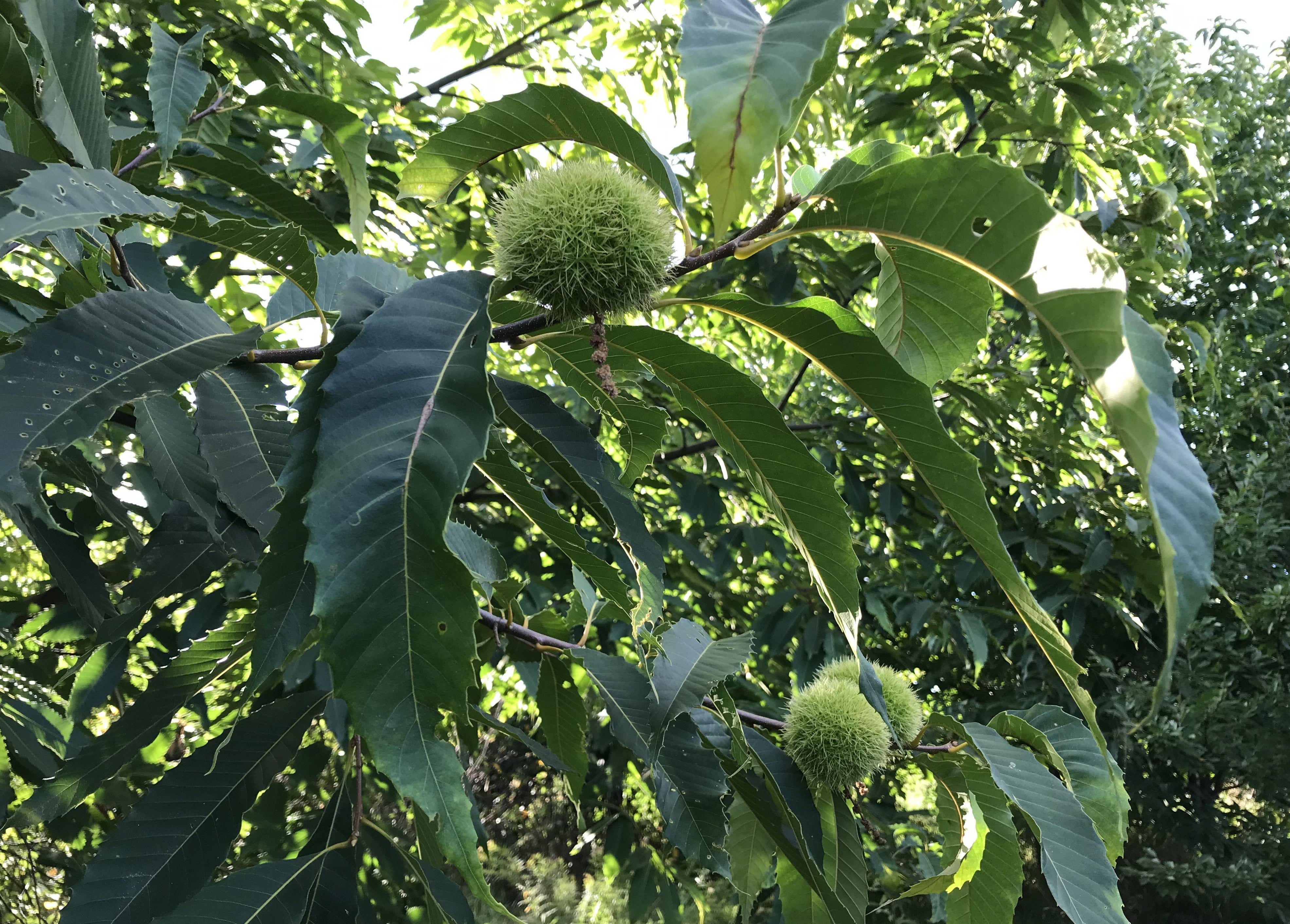 chestnuts tree