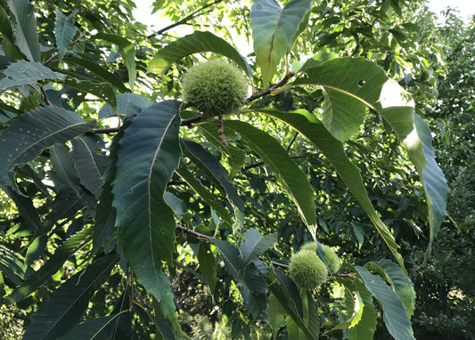 Chestnut: East Hill Open Pollinated/ American