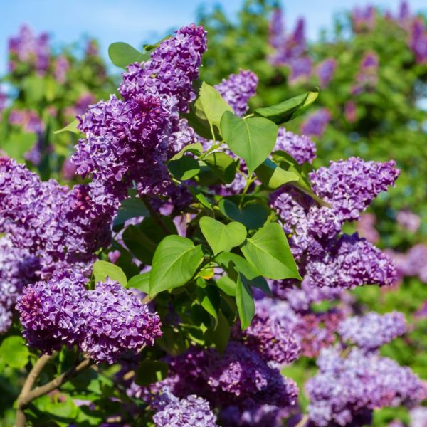 Common Purple Lilac 12 inch clump