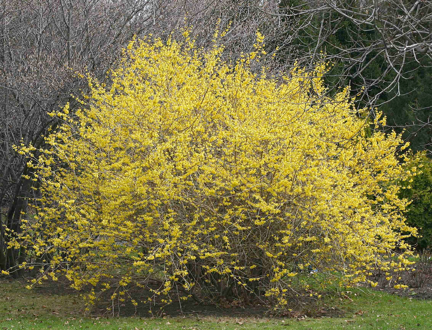 Northern Gold Forsythia