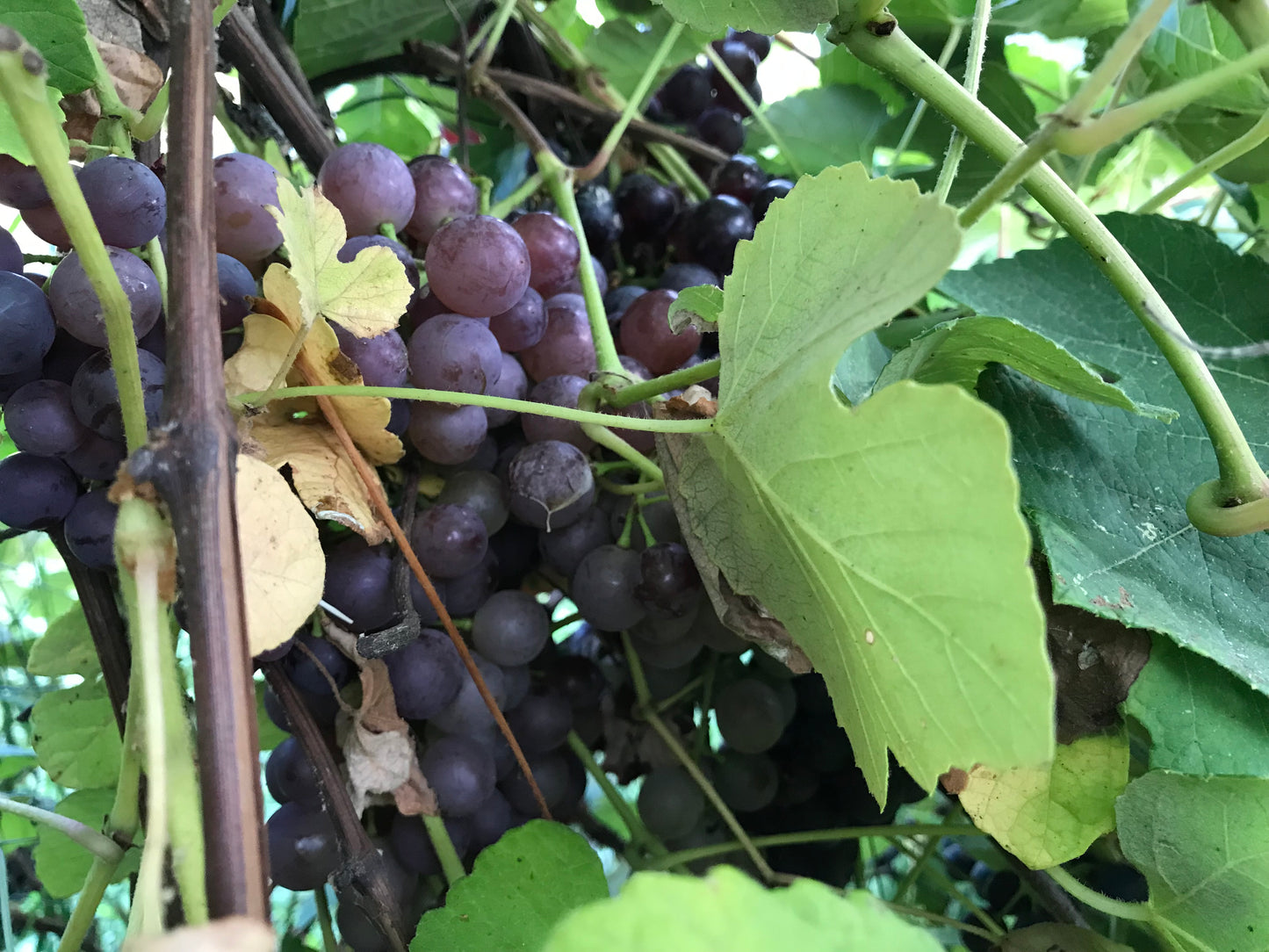 Bluebell Grape vine