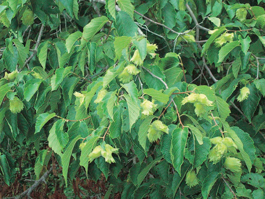 Hazelberts / Hybrid Hazelnuts