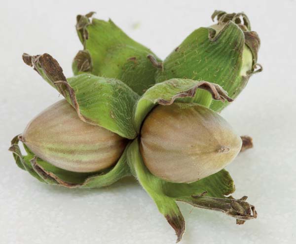 Hazelberts / Hybrid Hazelnuts