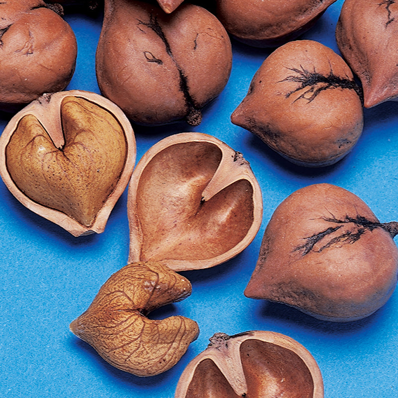 Heartnut 1-2 ft