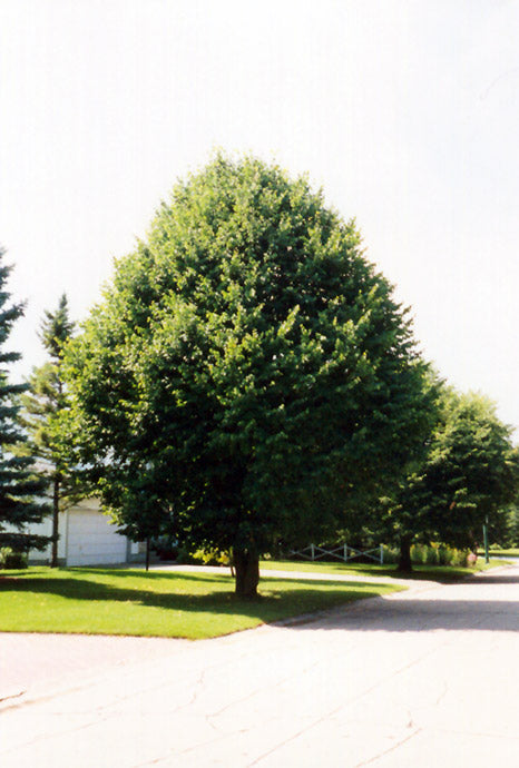 Littleleaf Linden 6-ft branched tree