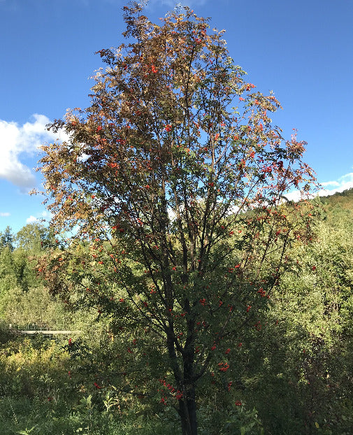 European Mountain Ash