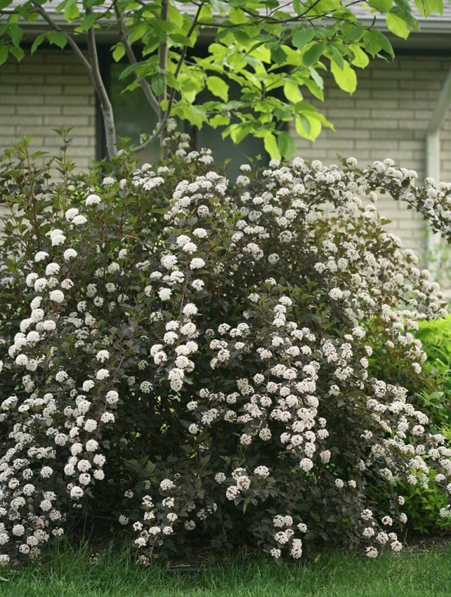 Ninebark 2 ft