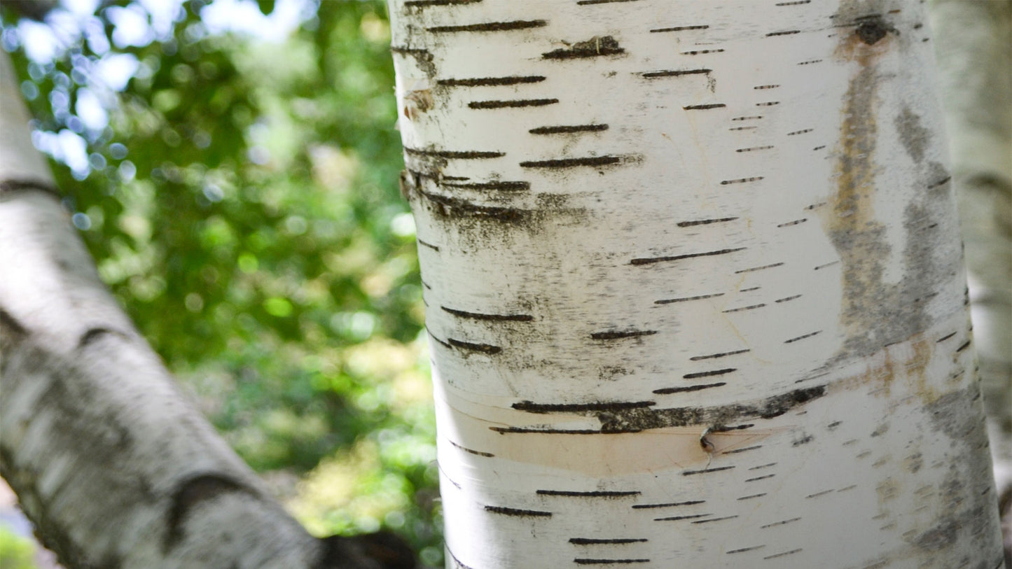 Paper birch