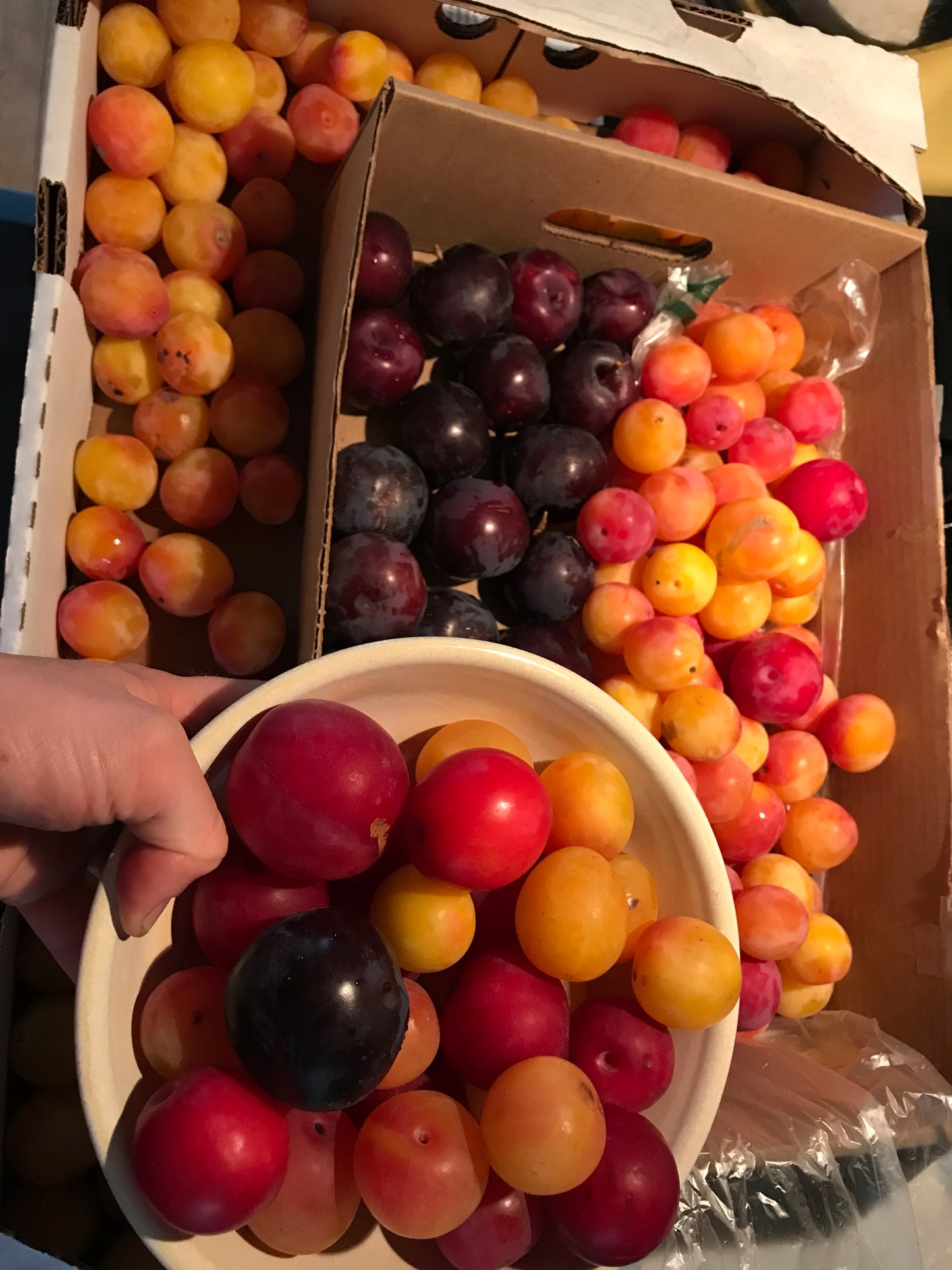 Alderman Plum 5-6 ft branched tree