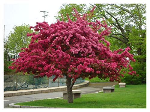 Prairifire Crabapple 6-ft branched tree