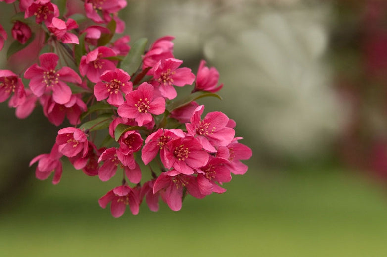 Prairifire Crabapple 6-ft branched tree