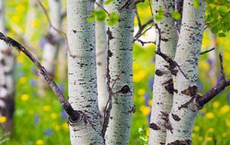 Quaking Aspen 2-3 ft branched tree