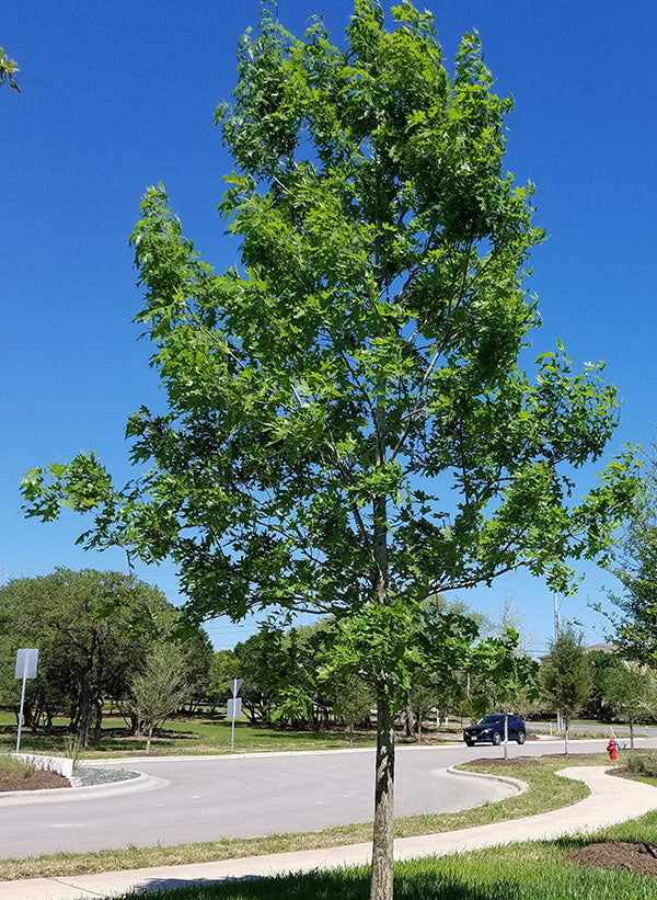 Red Oak