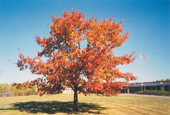 Red Oak