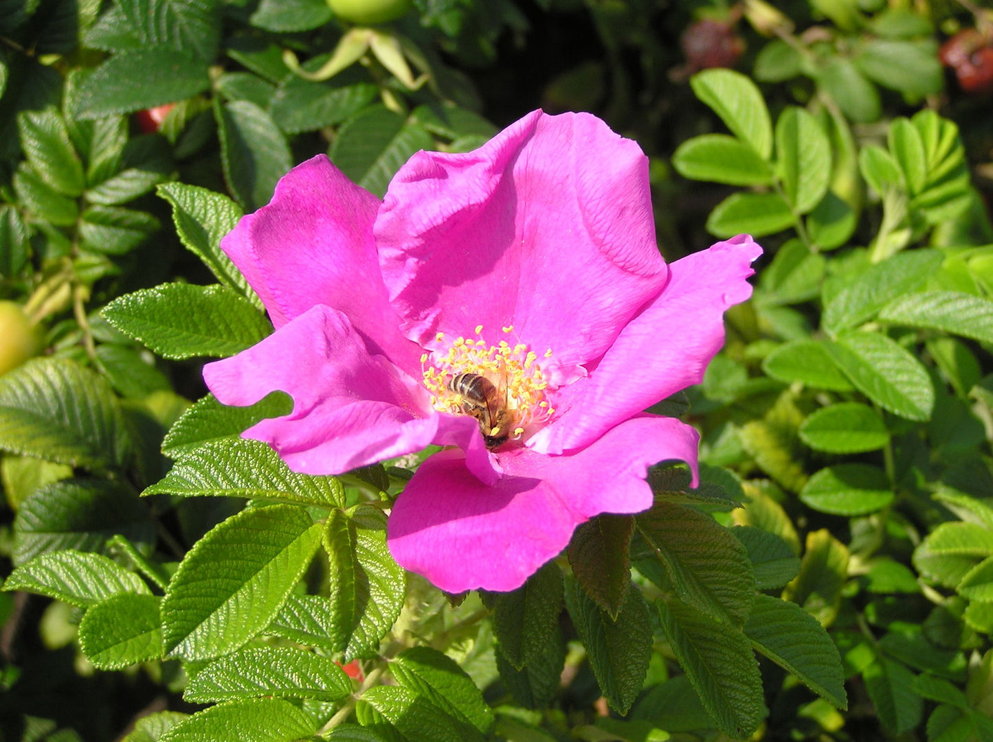 Rosa Rugosa