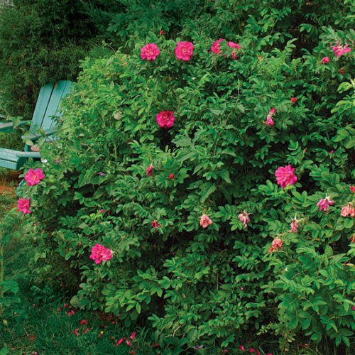 Rosa Rugosa