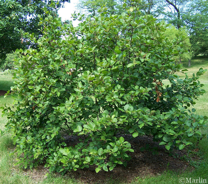 Speckled Alder 2-3 ft