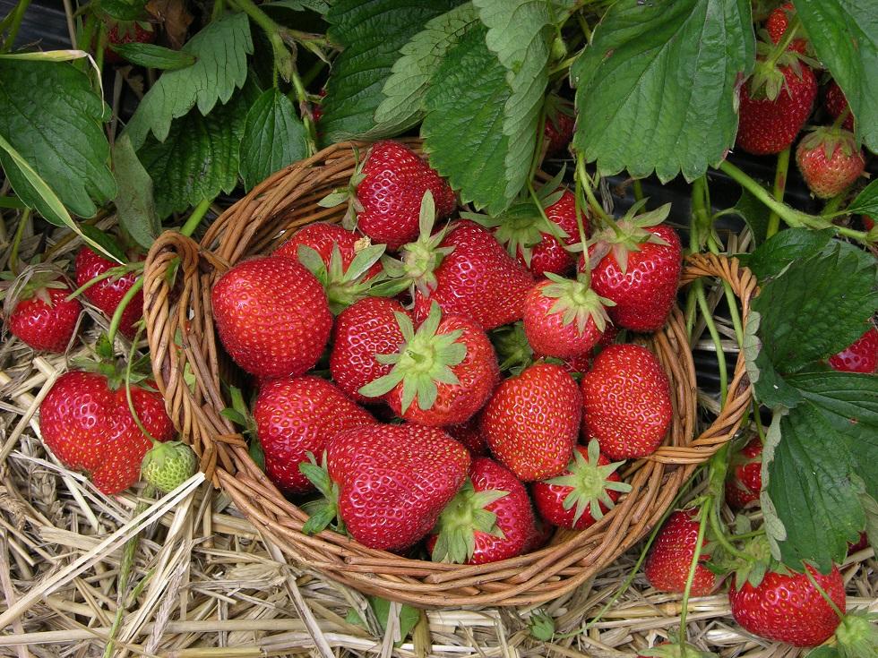 AC Strawberry plant