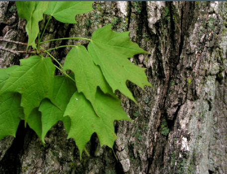 Sugar Maple