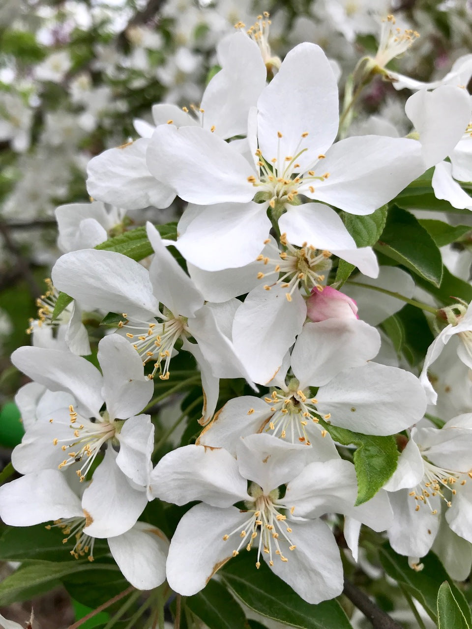 Sugar Tyme Crabapple 5-ft branched tree